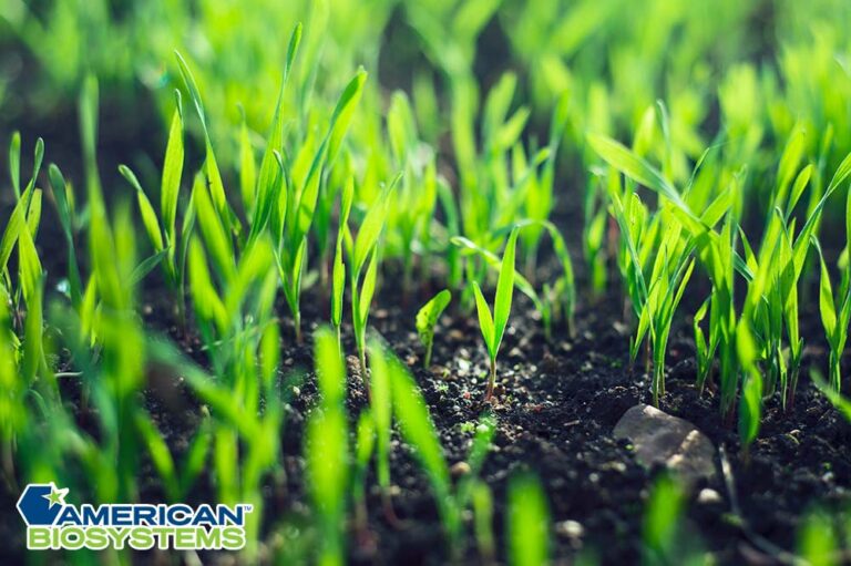 Limiting Nutrients for Plant Growth Why You Need Micronutrients